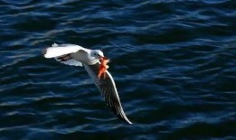 天津海鸥爆料视频大全最新,揭秘幕后真相与精彩瞬间