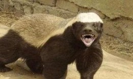 户外平头哥被爆料 最新,揭秘神秘生物的真实生活